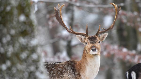 20201201_WildparkHundshaupten
