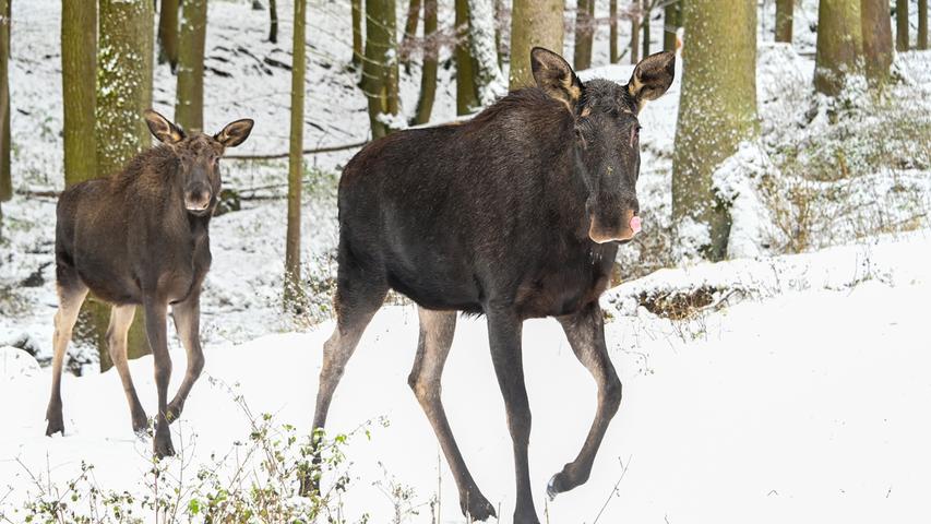 Tiere im Schnee: Ein Besuch im Wildpark Hundshaupten in der Fränkischen Schweiz