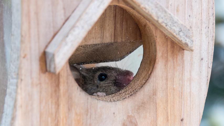 Die Maus im Futterhaus hat offenbar sogar die Spatzenschar vertrieben: Die ist seit einigen Tagen abgängig. Fazit: Sitzt die Maus im Futterhaus bleiben bald die Vögel aus.