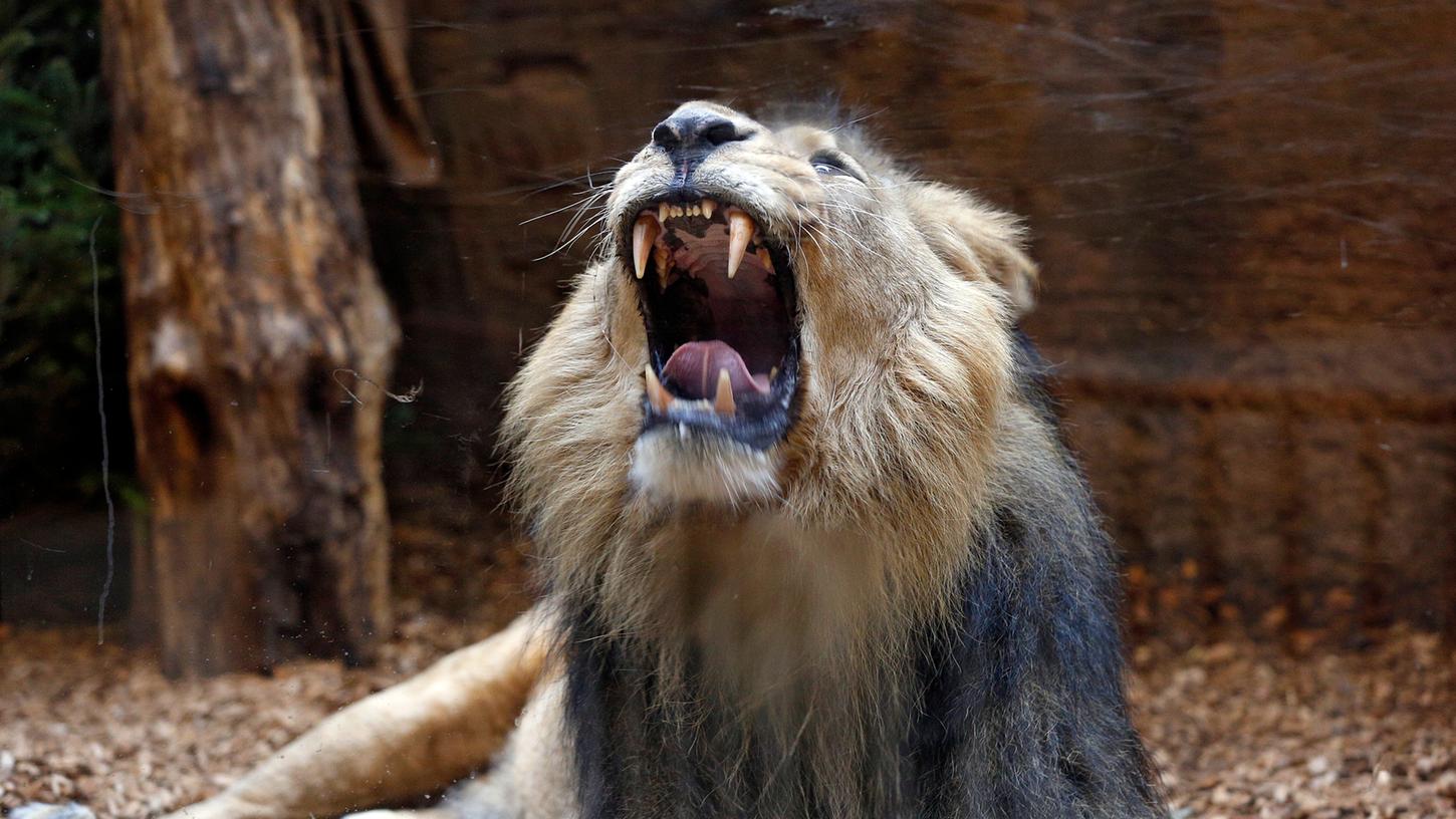 Tiergarten fährt neue Strategie: Löwin von Subali getrennt