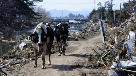 Fukushima: Die Chronik einer Katastrophe