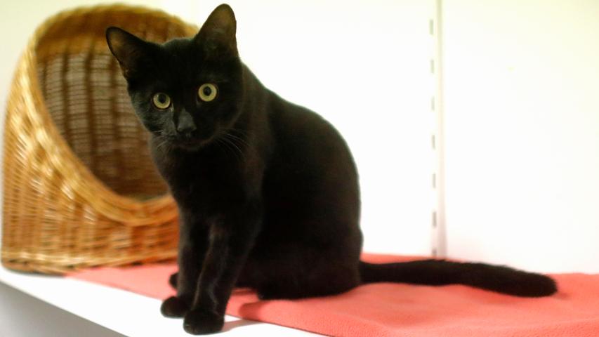 Als der schwarze Kater „Solo“ ins Tierheim kam, war er 2 Wochen alt, er war unterkühlt, hatte Schnupfen und seine Äuglein waren vereitert. „Solo“ wurde mühevoll mit dem Fläschchen aufgezogen und schon da stellte sich heraus, dass er jegliches Festhalten, jegliche Anwendung sanfter Gewalt, wie dies zur Reinigung von Nase und Äuglein nun einmal erforderlich war, hasste. „Solo“ wurde durch die Natur mit einem ausgeprägten Selbstbewusstsein ausgestattet. Er gebärdete sich manchmal wie ein kleines Teufelchen und wurde erst ruhiger, als er zu den anderen erwachsenen Katzen in das große Katzenzimmer durfte. Artgenossen gegenüber ist er sehr verträglich. Auch „Solo“ ist auf der Suche nach einem neuen Zuhause, in welchem man nicht ängstlich und nicht gar zu empfindlich ist, wenn der kleine Racker bei Missbilligung irgendeiner Maßnahme seine Zähnchen einsetzt. Für Kinder ist der kleine schwarze Panther nicht geeignet, aber wenn es in seinem neuen Zuhause schon Artgenossen bzw. Spielgefährten passenden Alters geben sollte, würde „Solo“ sich darüber freuen. Wissen sollte man aber auch, dass der Schnupfen, den „Solo“ schon als Katzenbaby hatte, in all der Zeit nicht ganz ausgeheilt werden konnte und dass er immer wieder aufflackern kann. Das Tierheim Neumarkt bleibt aufgrund der Corona-Pandemie bis auf Weiteres für Besucher, Gassigeher und Katzenstreichler immer noch geschlossen. Beratungsgespräche mit Interessenten, die ein Tier adoptieren möchten, können deshalb erst einmal nur telefonisch stattfinden, danach werden Einzeltermine vereinbart. Die Telefonzeiten für die Tiervermittlung (Anfragen, Beratung und Terminvergabe) sind täglich (außer an Sonn- und Feiertagen) von 14.30 Uhr bis 17 Uhr unter der Telefonnummer (09181) 22862. In Notfällen und im Falle von Fundtieren ist das Tierheim ebenfalls unter dieser Telefonnummer erreichbar. Hier geht es zur Internet-Seite des Tierheims Als der schwarze Kater „Solo“ ins Tierheim kam, war er 2 Wochen alt, er war unterkühlt, hatte Schnupfen und seine Äuglein waren vereitert. „Solo“ wurde mühevoll mit dem Fläschchen aufgezogen und schon da stellte sich heraus, dass er jegliches Festhalten, jegliche Anwendung sanfter Gewalt, wie dies zur Reinigung von Nase und Äuglein nun einmal erforderlich war, hasste. „Solo“ wurde durch die Natur mit einem ausgeprägten Selbstbewusstsein ausgestattet. Er gebärdete sich manchmal wie ein kleines Teufelchen und wurde erst ruhiger, als er zu den anderen erwachsenen Katzen in das große Katzenzimmer durfte. Artgenossen gegenüber ist er sehr verträglich. Auch „Solo“ ist auf der Suche nach einem neuen Zuhause, in welchem man nicht ängstlich und nicht gar zu empfindlich ist, wenn der kleine Racker bei Missbilligung irgendeiner Maßnahme seine Zähnchen einsetzt. Für Kinder ist der kleine schwarze Panther nicht geeignet, aber wenn es in seinem neuen Zuhause schon Artgenossen bzw. Spielgefährten passenden Alters geben sollte, würde „Solo“ sich darüber freuen. Wissen sollte man aber auch, dass der Schnupfen, den „Solo“ schon als Katzenbaby hatte, in all der Zeit nicht ganz ausgeheilt werden konnte und dass er immer wieder aufflackern kann. Das Tierheim Neumarkt bleibt aufgrund der Corona-Pandemie bis auf Weiteres für Besucher, Gassigeher und Katzenstreichler immer noch geschlossen. Beratungsgespräche mit Interessenten, die ein Tier adoptieren möchten, können deshalb erst einmal nur telefonisch stattfinden, danach werden Einzeltermine vereinbart. Die Telefonzeiten für die Tiervermittlung (Anfragen, Beratung und Terminvergabe) sind täglich (außer an Sonn- und Feiertagen) von 14.30 Uhr bis 17 Uhr unter der Telefonnummer (09181) 22862. In Notfällen und im Falle von Fundtieren ist das Tierheim ebenfalls unter dieser Telefonnummer erreichbar. Hier geht es zur Internet-Seite des Tierheims