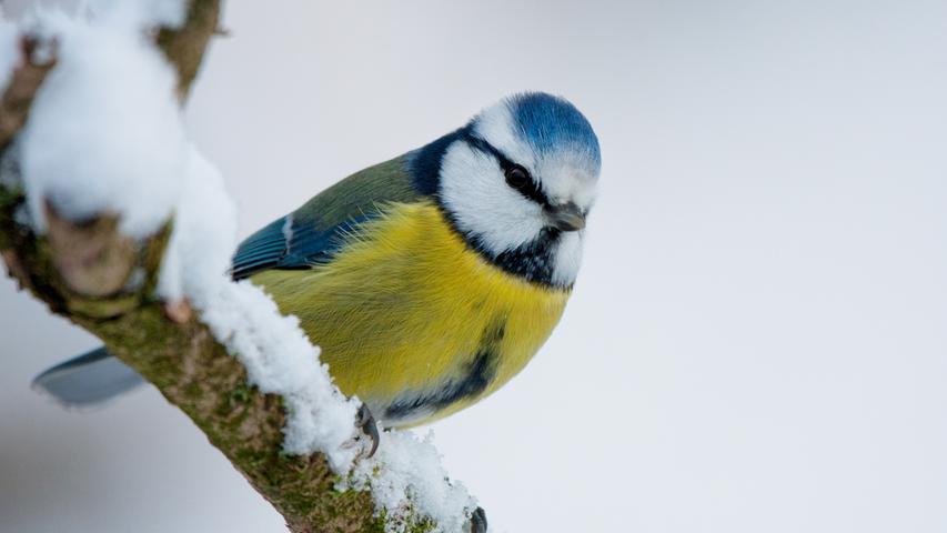 In unseren Gärten ist die Blaumeise ein häufiger Gast. Sie hält sich gerne in Scharen an Futterplätzen auf. Man kann sogar eine regelrechte Routine beobachten, bei der die Tageszeit und die Abfolge der Futterstellen in etwa gleich bleiben. Namengebend für den Vogel ist ihr blauer Oberkopf. Charakteristisch ist zudem die gelbe Brust.