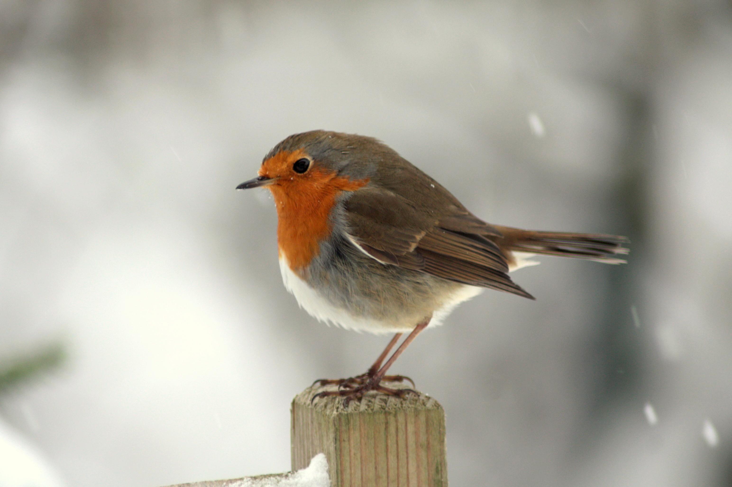 Vogel Des Jahres Rotkehlchen Hat Derzeit Den Schnabel Vorn Neumarkt Nordbayern De