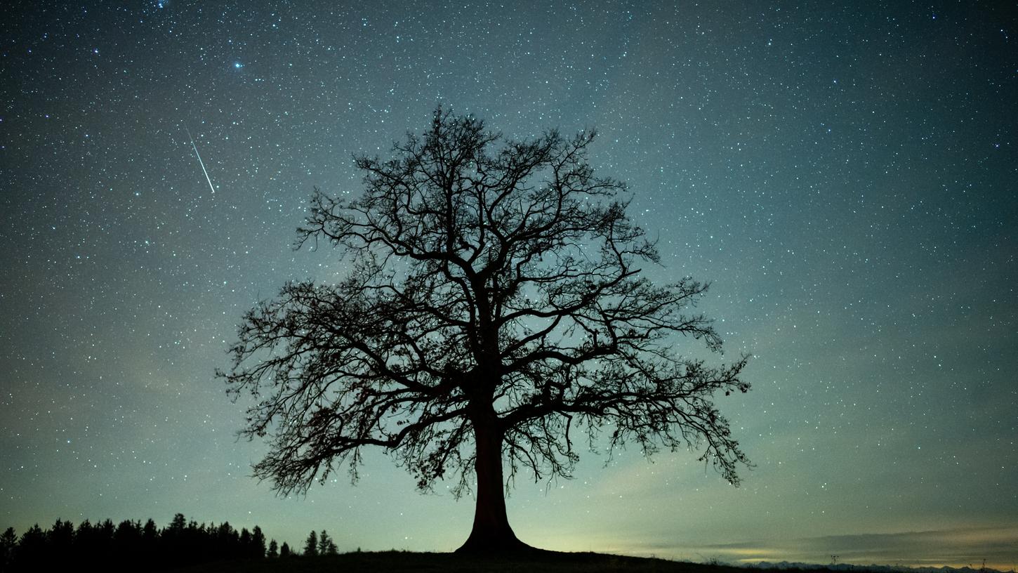 Eine Sternschnuppe ist während des Geminiden-Meteteorstroms am Sternenhimmel über einem Baum zu sehen.