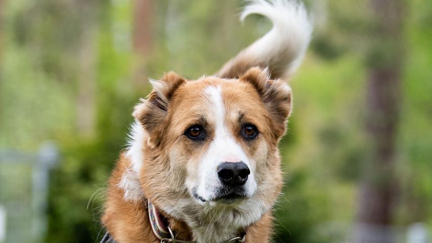Dringend ein liebevolles Zuhause gesucht: Noah ist sechs Jahre alt, fast vier davon hat er im Tierheim verbracht. Der Mischling (kastriert) kommt aus Griechenland, dort wurden seine Ohren verstümmelt. Aufgrund seiner Vorgeschichte ist Noah Menschen gegenüber misstrauisch; es dauert, bis er Vertrauen fasst. Wenn das geschehen ist, handelt es sich bei Noah um ein verschmustes und lustiges Tier. Der Rüde braucht Menschen, die ihm Sicherheit geben. Wenn er eine konsequente Führung hat, ist er ein umgänglicher Kerl. Kinder und Katzen mag er nicht so gern, die sind ihm zu hektisch. Bei anderen Hunden ist Vorsicht geboten, wenn sie Noah sympathisch sind, kann es zur Freundschaften kommen. Der Hund kann gut allein bleiben. Ein ländliches Zuhause wäre ideal.
Mehr Informationen gibt es beim Tierheim Nürnberg, Stadenstraße 90, 90491 Nürnberg, Telefon (0911) 919890.
Dringend ein liebevolles Zuhause gesucht: Noah ist sechs Jahre alt, fast vier davon hat er im Tierheim verbracht. Der Mischling (kastriert) kommt aus Griechenland, dort wurden seine Ohren verstümmelt. Aufgrund seiner Vorgeschichte ist Noah Menschen gegenüber misstrauisch; es dauert, bis er Vertrauen fasst. Wenn das geschehen ist, handelt es sich bei Noah um ein verschmustes und lustiges Tier. Der Rüde braucht Menschen, die ihm Sicherheit geben. Wenn er eine konsequente Führung hat, ist er ein umgänglicher Kerl. Kinder und Katzen mag er nicht so gern, die sind ihm zu hektisch. Bei anderen Hunden ist Vorsicht geboten, wenn sie Noah sympathisch sind, kann es zur Freundschaften kommen. Der Hund kann gut allein bleiben. Ein ländliches Zuhause wäre ideal.
Mehr Informationen gibt es beim Tierheim Nürnberg, Stadenstraße 90, 90491 Nürnberg, Telefon (0911) 919890.