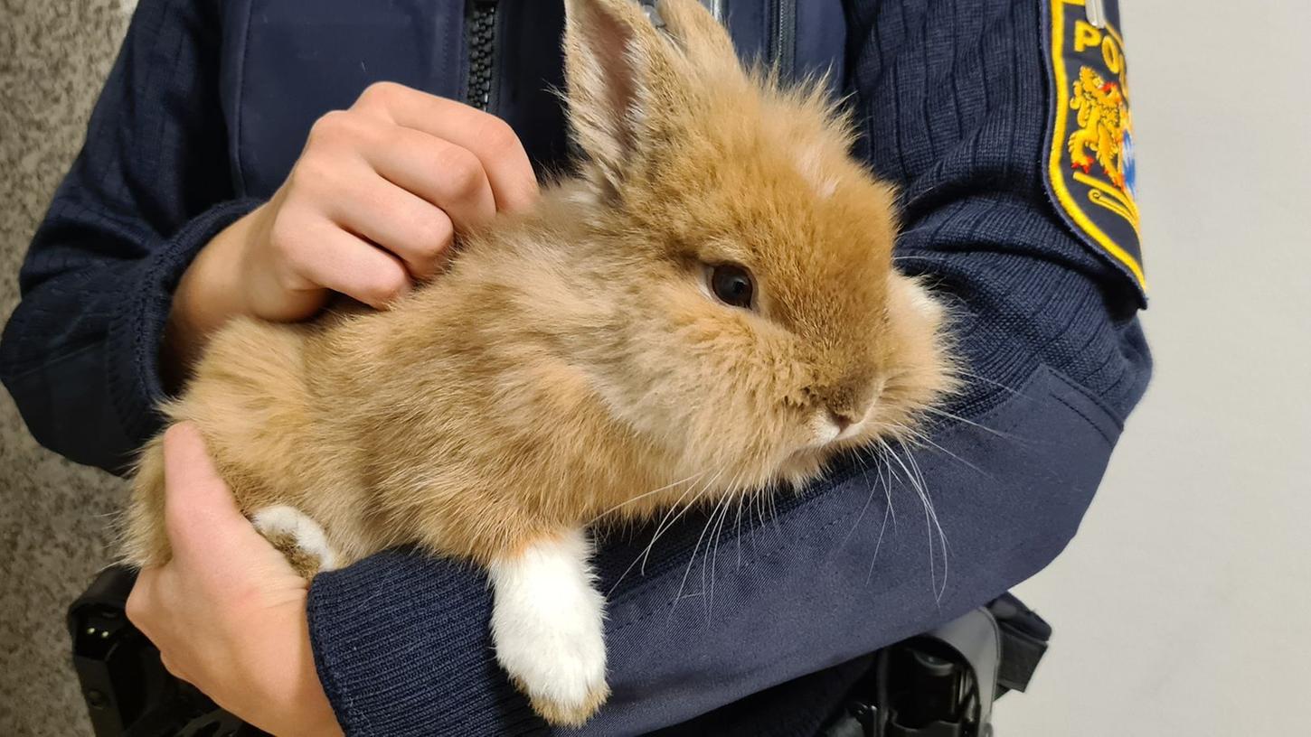 Das entlaufene Kaninchen wurde von der Polizei in Gewahrsam genommen. Nun sucht es seinen Eigentümer.
