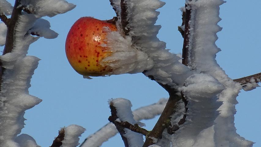 Eiskalt erwischt wurde dieser Apfel vom Raureif im Landkreis Weißenburg-Gunzenhausen.