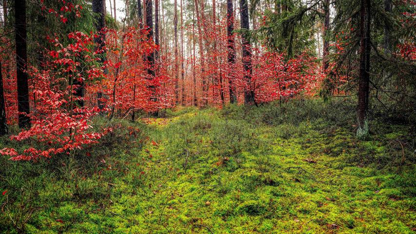 So gar nicht winterlich präsentiert sich der Fürther Stadtwald gerade. Das Moos sorgt stets für sattes Grün und manches Herbstlaub hält sich hartnäckig.