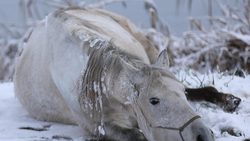 Endlich mal wieder Schnee. Das Pferd genießt die winterliche Pracht sichtlich.