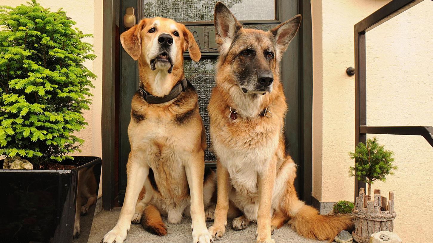 Hundesteuer wird in Ebermannstadt ab 2021 teurer