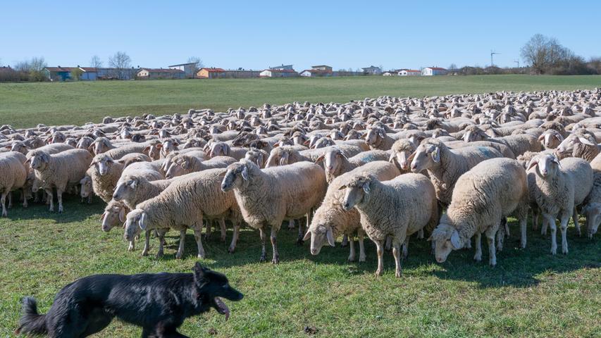 Nicht so genau mit dem Abstandsgebot nahm es diese 800 Tiere zählende Schafherde die im März bei Hilpoltstein graste. Konsequenzen hatten die Vierbeiner jedoch nicht zu befürchten.
