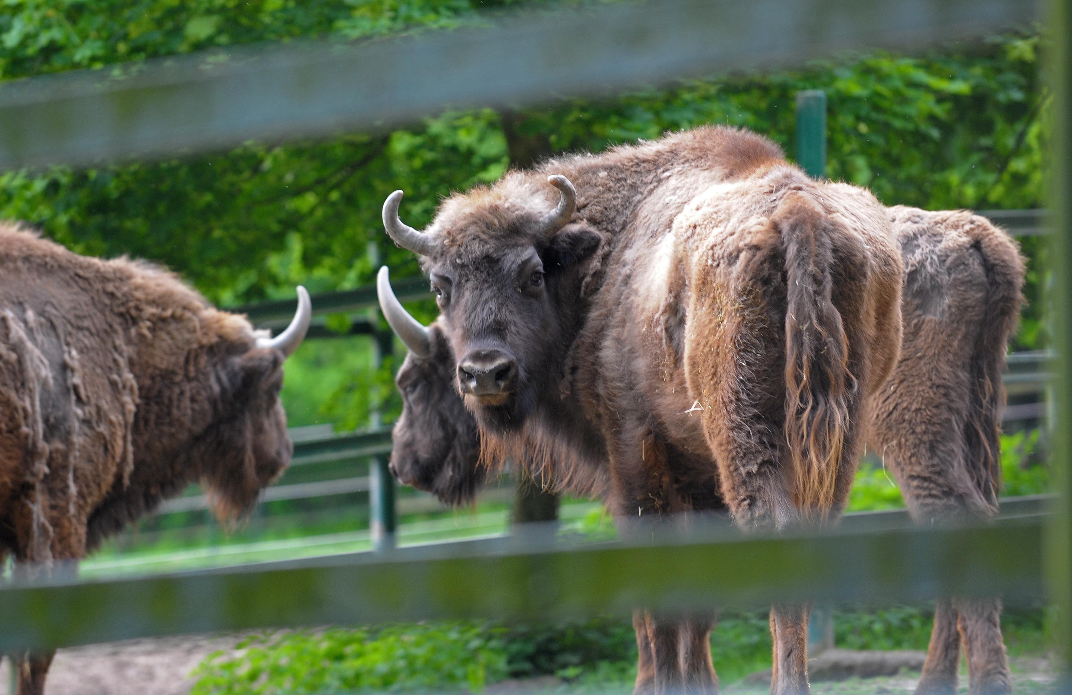 Neuer Wisent-Zuchtbulle für den Tiergarten | Nordbayern