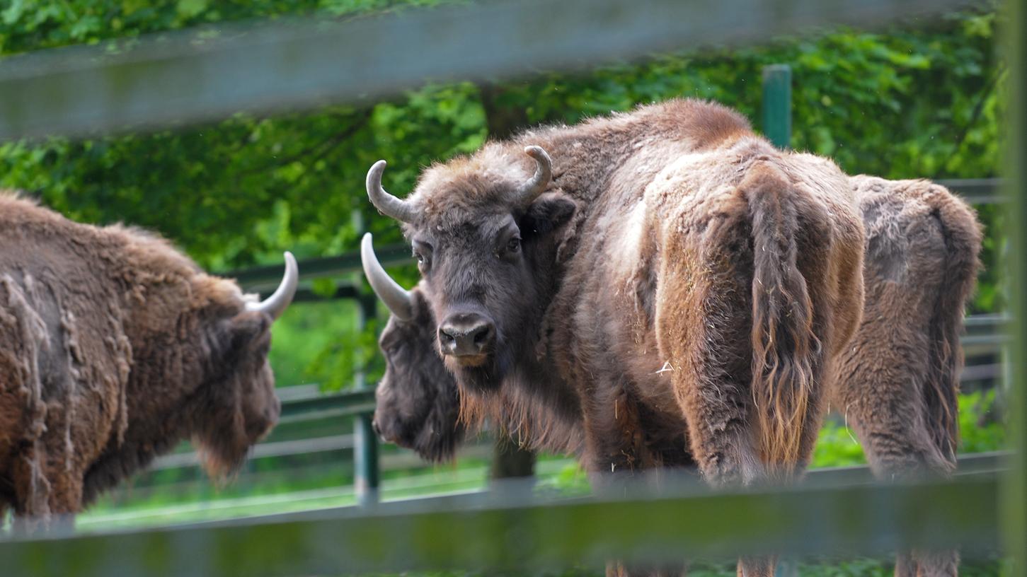 Wisente leben in Herden von zwölf bis 20 Tieren. Hier ist eine Aufnahme aus dem Tierpark in Gera zu sehen.