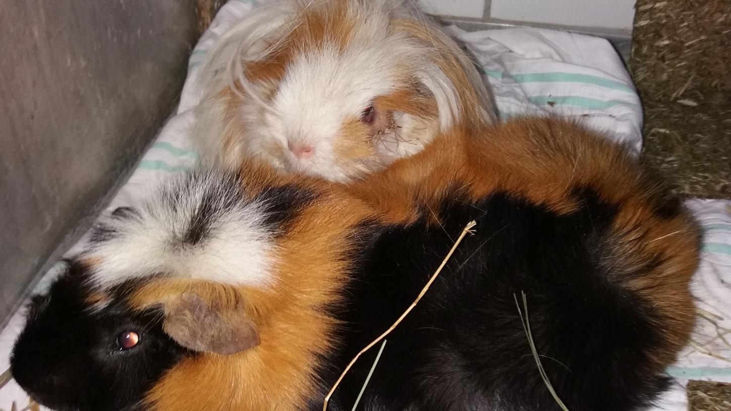 Die Meerschweinchen Larry und Lando müssen sich nun erstmal im Tierheim erholen.