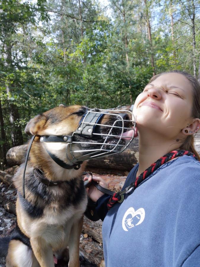 letzte chance fur denny tierheim nurnberg startete hilferuf fur hund n nordstadt n nordost erlenstegen nordbayern de