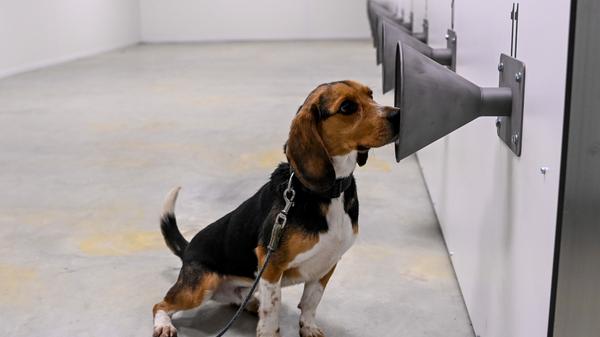 Speziell ausgebildeter Hund, der eine Infektion mit dem Coronavirus SARS-CoV-2 am Geruch einer Speichelproben erkennen soll. Aber auch: Hund, der nur zu dem Zweck angeschafft wird, um die Restriktionen einer Ausgangssperre zu umgehen.