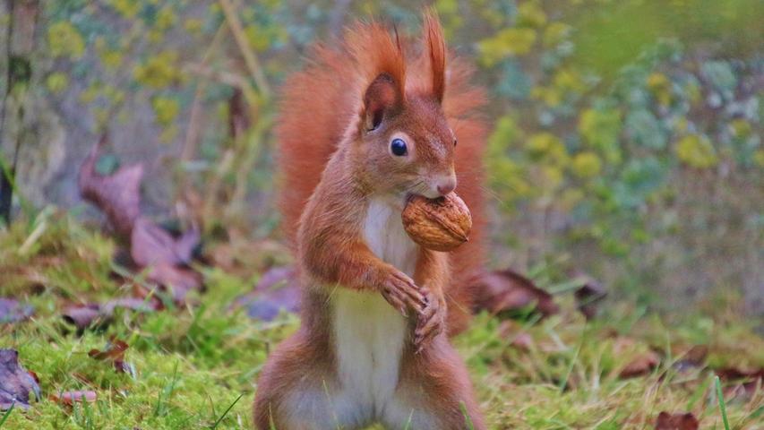 Um sich eine Nuss zu genehmigen, unterbrechen Eichhörnchen ganz gerne ihre Winterruhe.