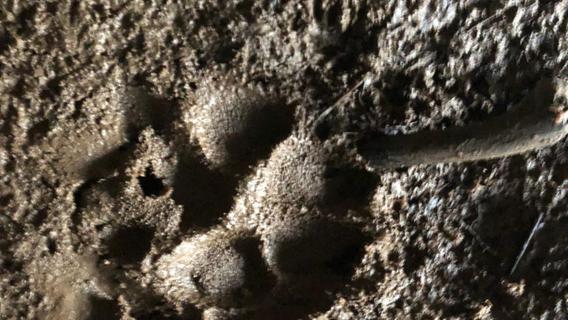 Diese Spuren wurden am Fundort fotografiert. War hier ein Wolf unterwegs?