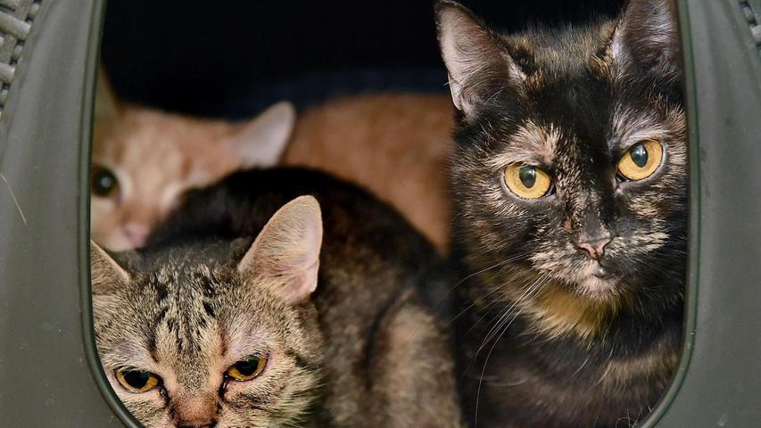 50 katzen gerettet tierheim erlangen vermittelt erlangen nordbayern de