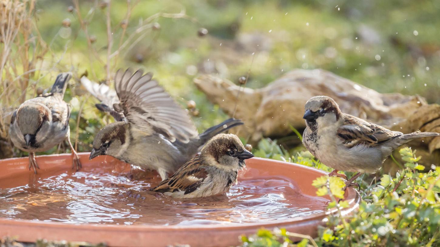 Gefiederte Badefreuden: Der Haussperling war bei der letzten "Stunde der Wintervögel" der häufigste Piepmatz in Nürnberg - und auch im Freistaat. 