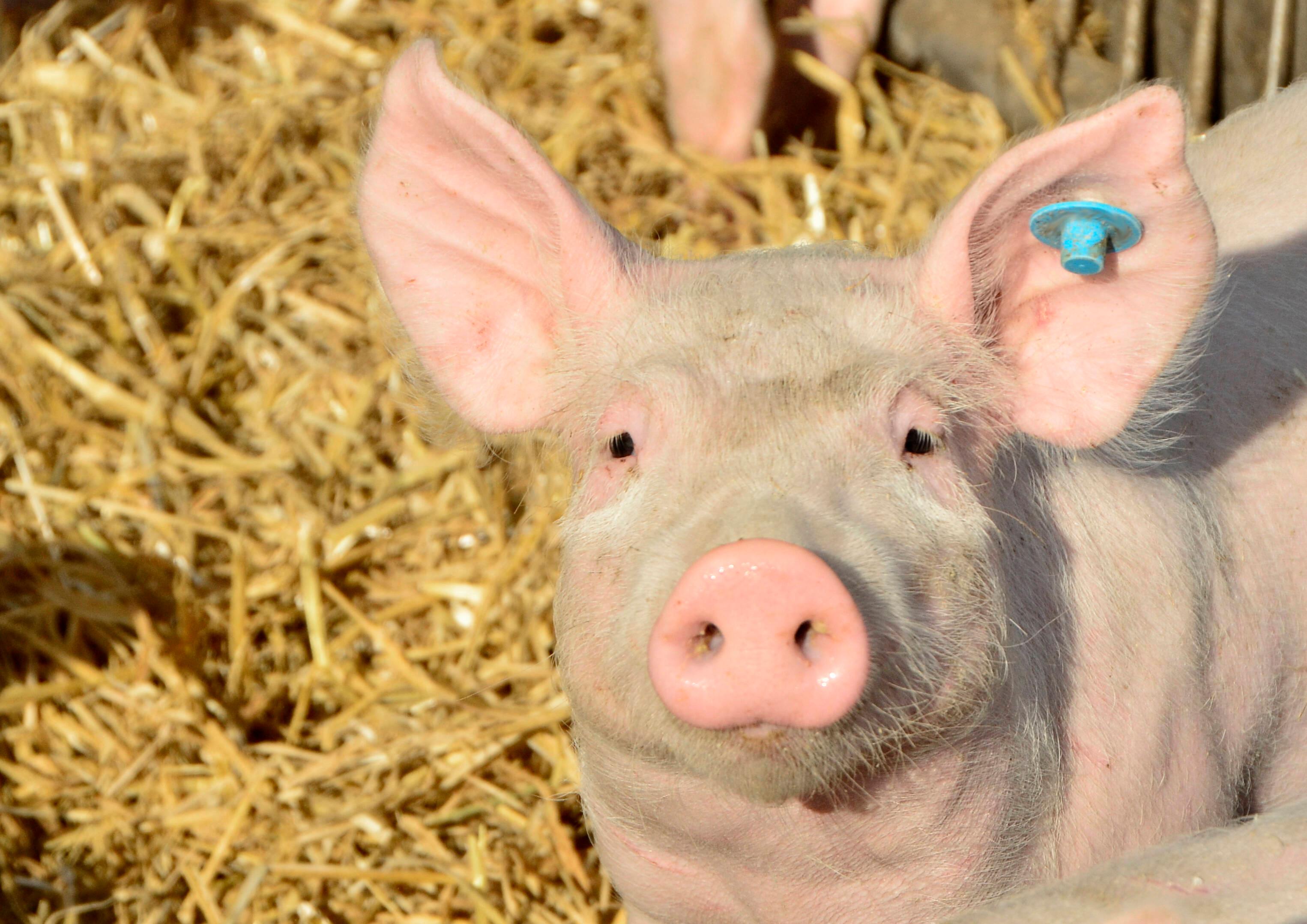 Schwein und Badewanne: Kurioses berichtet die Polizei Ende Januar: Zwischen Wettelsheim und Bubenheim hält die Beamten ein ausgebüxtes Hausschwein auf Trab, in der Nacht darauf stellen Unbekannte eine ausrangierte Badewanne auf die Augsburger Straße. Es passiert zum Glück nichts ernstes. [Symbolfoto]