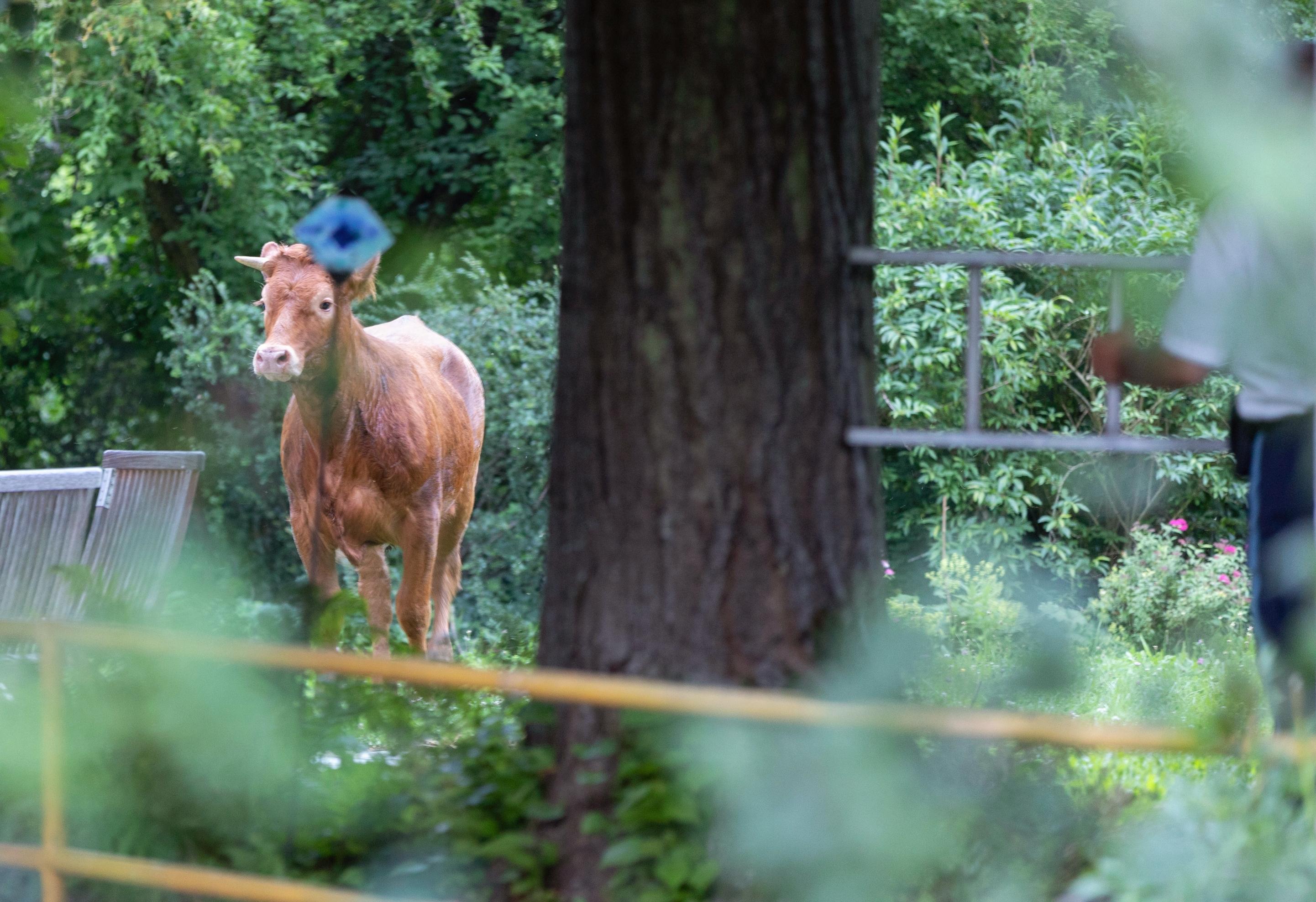 Rinder auf Abwegen: Zwei gewiefte Rinder halten im Juli Halter und Polizei zum Narren. Die Tiere büxen von einer Weide nahe Rehlingen aus, überqueren Gleise und Straßen. Die B2 und die Bahnlinie sind zeitweise gesperrt. Ein Rind taucht nach vier Tagen wieder auf, das andere genießt noch etwas länger die Freiheit.