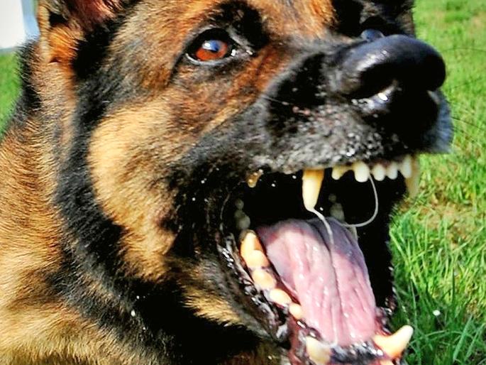 Hund grob misshandelt: In Monheim soll ein Hund eine Frau und deren Pudel angegriffen haben. Wie die Polizei später ermittelt, benutzte jedoch die Halterin den Vierbeiner als „Waffe“: Sie riss ihn laut Zeugen vom Boden, schlug mit dem Tier auf den Pudel der Nachbarin ein und schleuderte den Hund gegen eine Mauer. Die Tierquälerin erwartet ein Strafverfahren.  