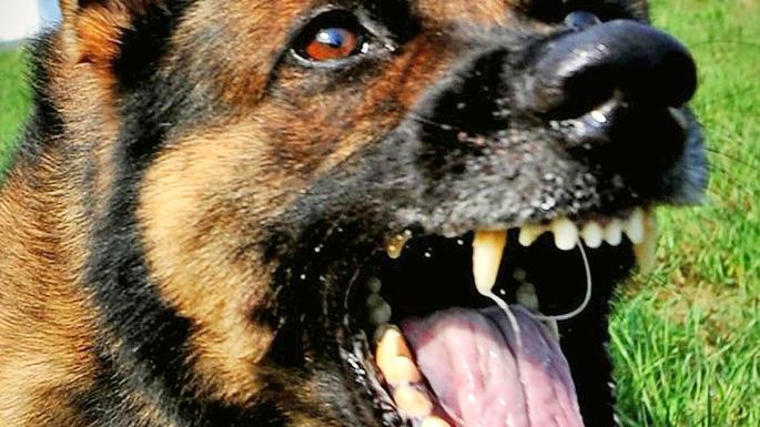 Hund grob misshandelt: In Monheim soll ein Hund eine Frau und deren Pudel angegriffen haben. Wie die Polizei später ermittelt, benutzte jedoch die Halterin den Vierbeiner als „Waffe“: Sie riss ihn laut Zeugen vom Boden, schlug mit dem Tier auf den Pudel der Nachbarin ein und schleuderte den Hund gegen eine Mauer. Die Tierquälerin erwartet ein Strafverfahren.
 
  