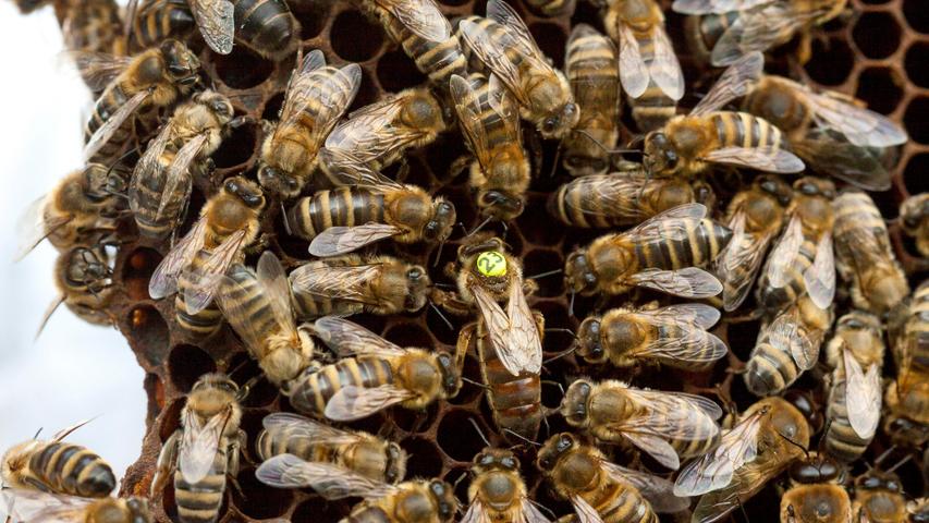 April: Das „Seuchenjahr“ beschränkt sich nicht auf Corona: In einem Bienenvolk in Heumödern grassiert die Amerikanische Faulbrut. Das Landratsamt verhängt einen Sperrbezirk, im Juni folgt ein zweiter. Erst im Oktober und Dezember werden sie aufgehoben.
 
  