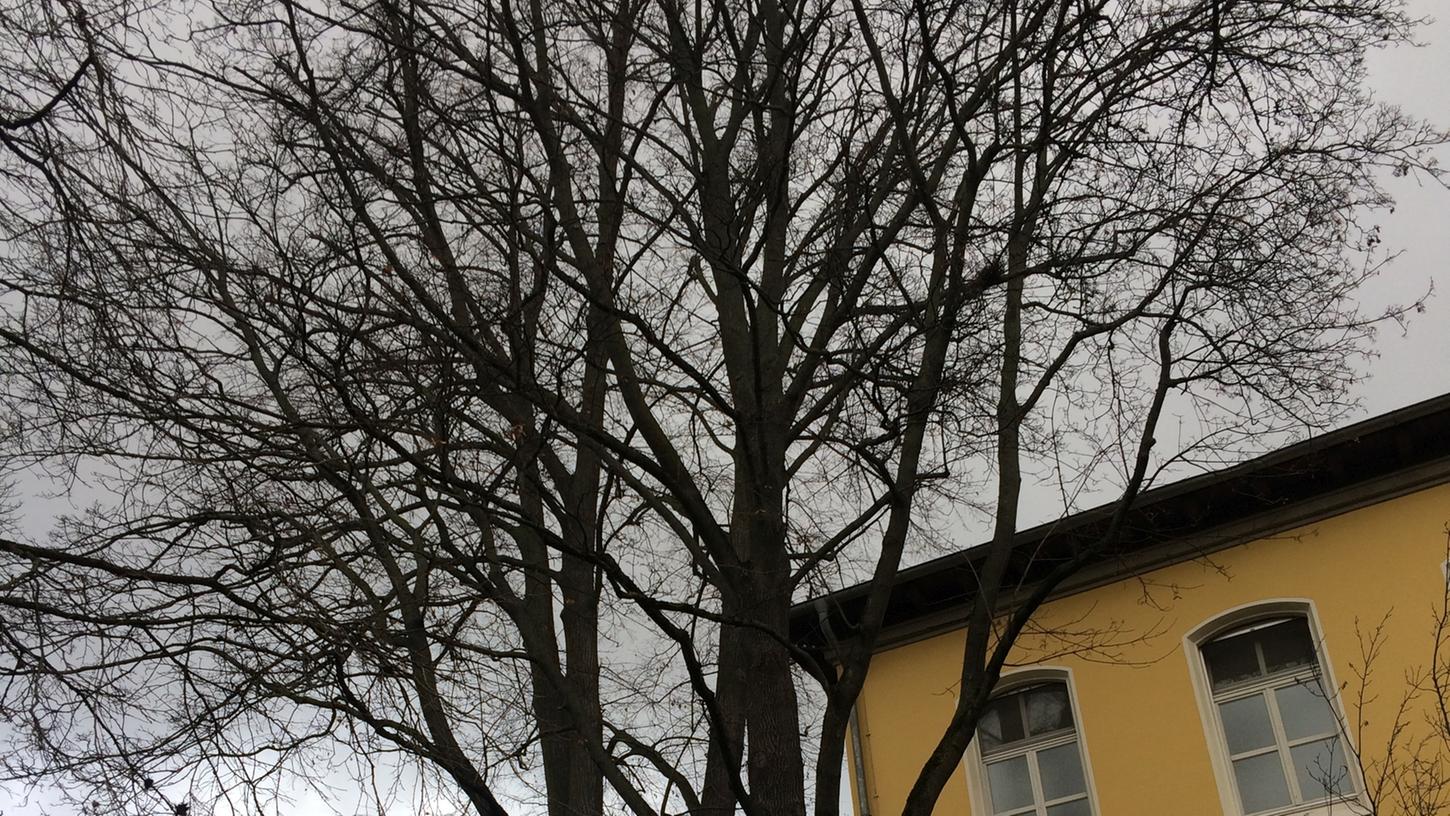 Zwei stattliche Bäume, die weichen mussten: Der Spitzahorn und dahinter die Winterlinde bei Haus 37.