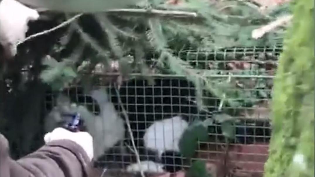 Dieses Foto zeigt einen Ausschnitt des Videos. Die Katze ist in dieser Lebendfalle gefangen, zuckt, versucht zu flüchten. 