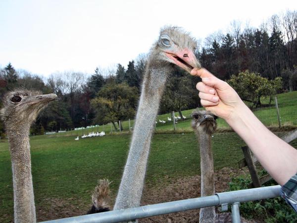 Das größte Federvieh der Welt: In Oberweiler lebt ein Straußenquartett