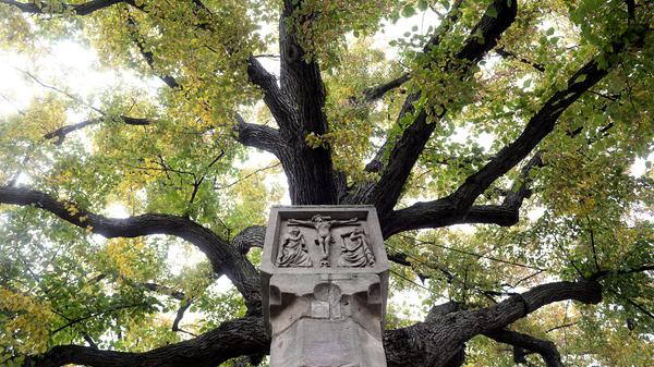 Die mächtige Linde an der Martersäule bei Christkönig ist ein eingetragenes Naturdenkmal.