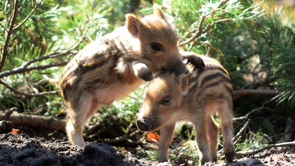 ...und immer einen Besuch wert - besonders, wenn es den putzigen Wildscheinnachwuchs gibt - ist das im September 1987 eröffnete Schwarzwildgehege im Stadtwald.