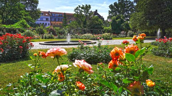 ...hier im prächtigen Rosengarten...