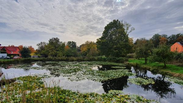 Mitten im Wohngebiet oberhalb der Geißäckerstraße in Burgfarrnbach liegt dieser Weiher, ein Biotop mit zahlreichen Amphibien.