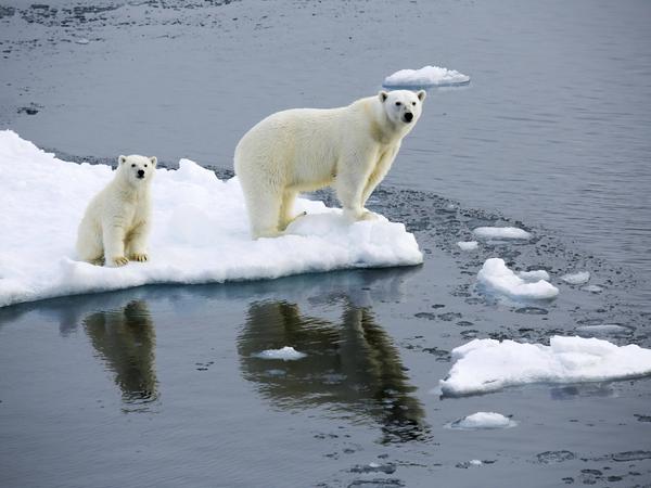 Ein Eisbär mit Baby auf einer Scholle - dabei sind die Tiere alles andere als niedlich. Begegnungen mit den Menschen sind lebensgefährlich.