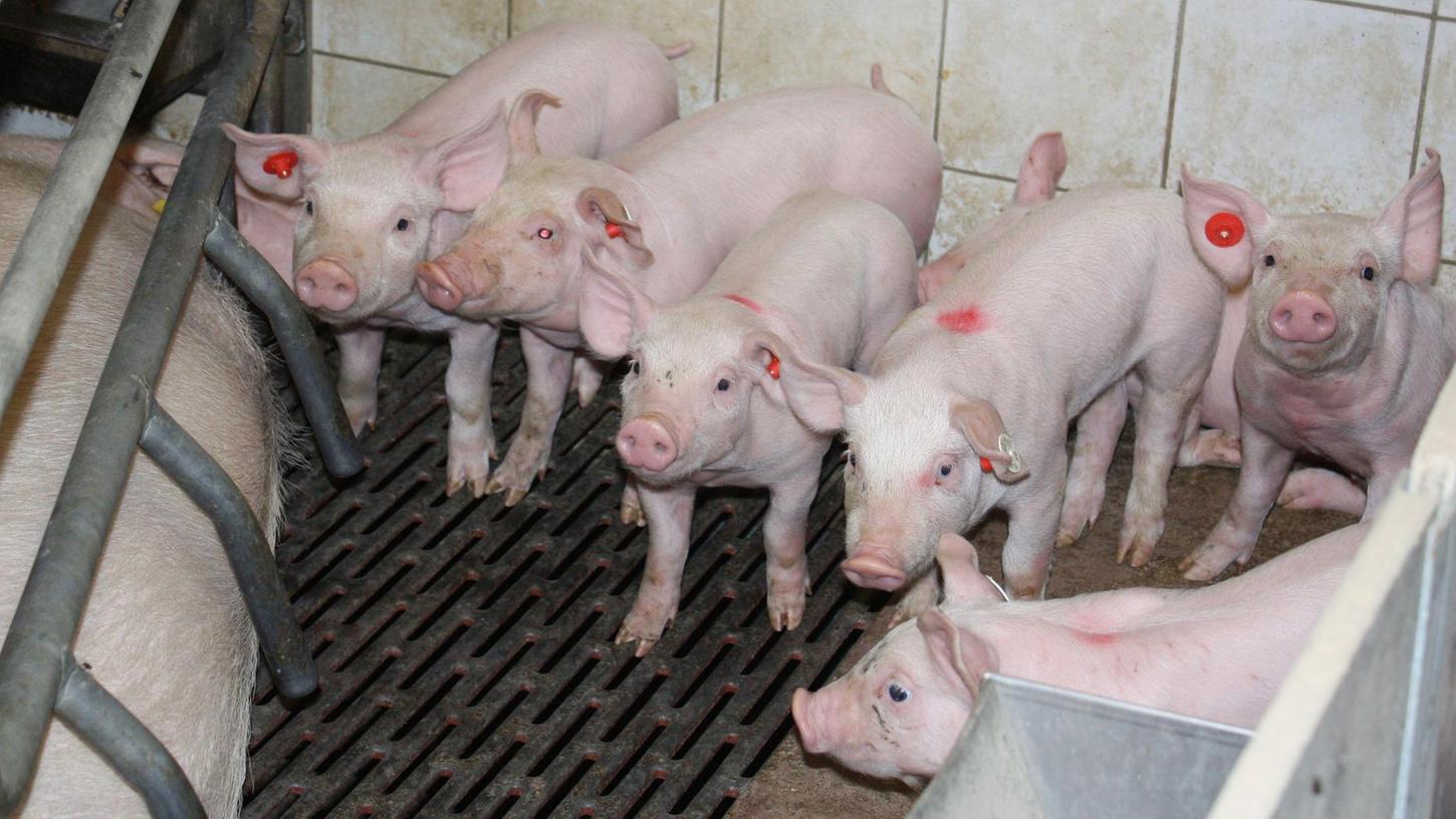 Mit im Durchschnitt 14 Ferkel pro Wurf kalkulieren Schweinezüchter wie Matthias Rutz. Vier Wochen bleiben die Kleinen im Mastbetrieb in Aha bei der Muttersau, dann werden sie separiert.
