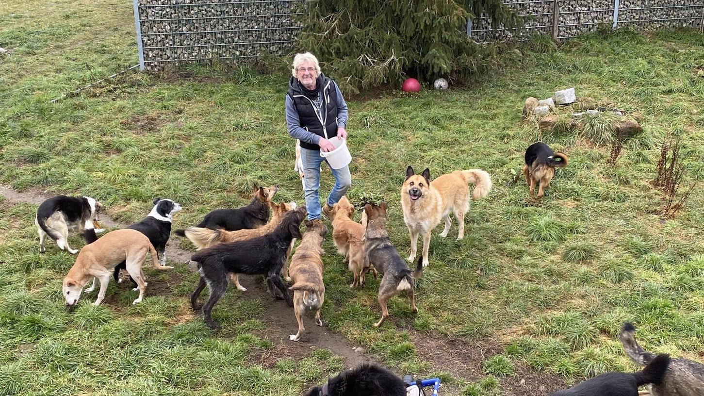 Ein Altersheim für Hunde: Hier leben betagte Tiere auf