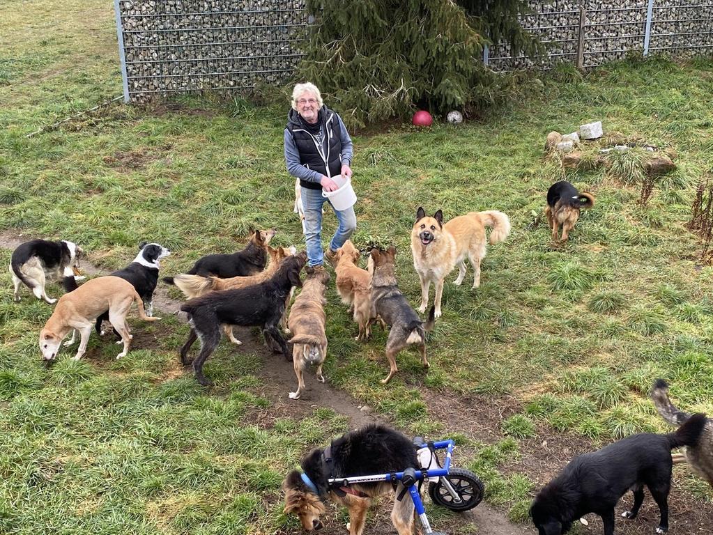 ein altersheim fur hunde hier leben betagte tiere auf georgensgmund nordbayern de