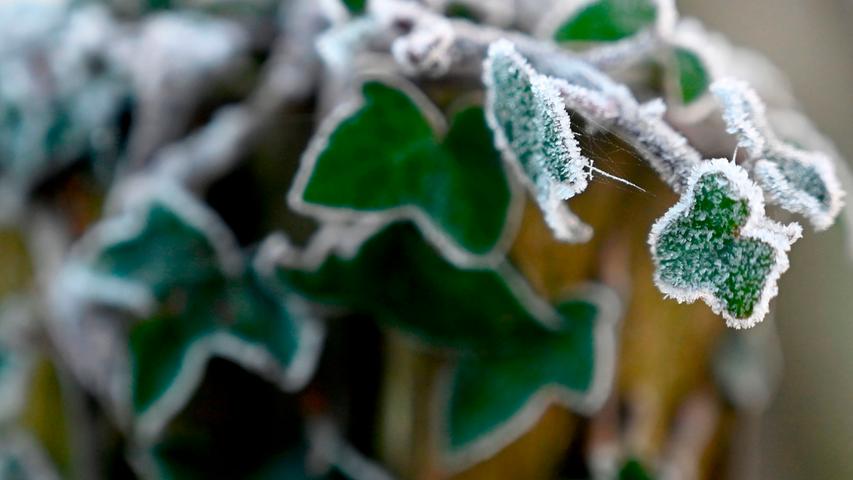 Der erste Frost: Während der Efeu mit kühlen Temperaturen gut klar kommt, reagieren andere Pflanzen empfindlicher.
Der erste Frost: Während der Efeu mit kühlen Temperaturen gut klar kommt, reagieren andere Pflanzen empfindlicher.
