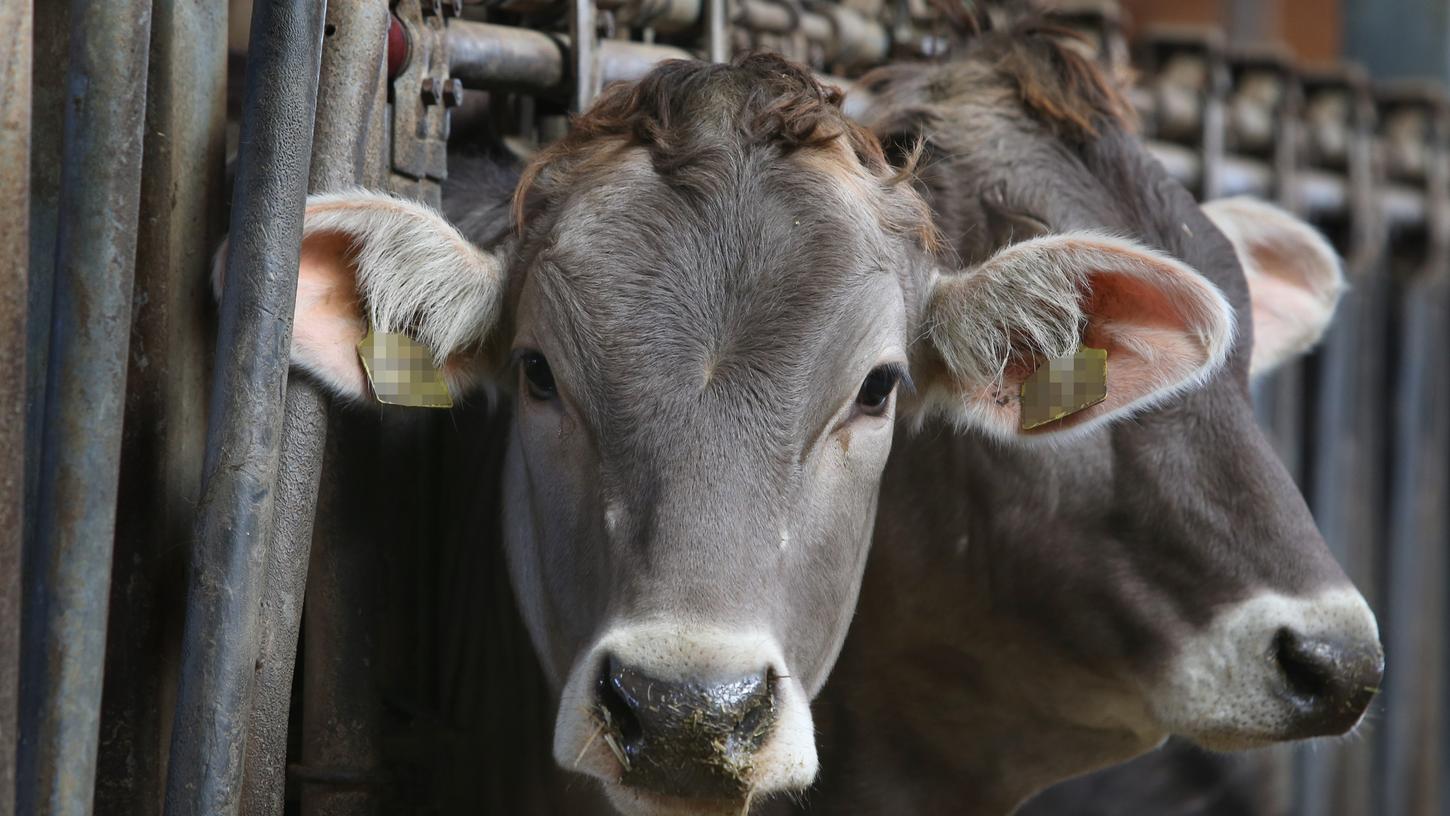 Viele Kühe haben nur Ohrmarken, doch besonderen Tieren geben die Landwirte noch immer Namen.
