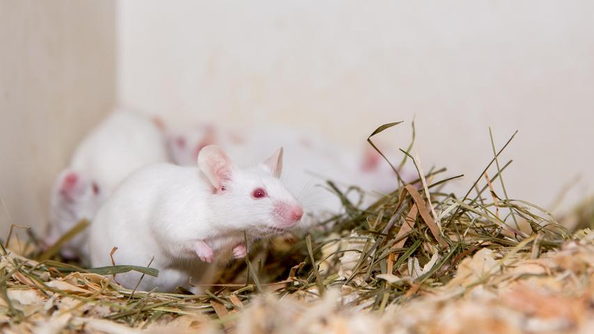 Das Nürnberger Tierheim hat recht viele Farbmäuse bekommen. Verschiedenes Alter, verschiedenes Geschlecht, die Tiere haben alle weißes Fell. Sie werden nur an Mäuseliebhaber abgegeben, die ihnen ein schönes Zuhause bieten. Noch sind die meisten der kleinen Nager erkrankt und werden erst nach erfolgter Behandlung vermittelt, berichten die Mitarbeiter.
Mehr Informationen gibt es beim Tierheim Nürnberg, Stadenstraße 90, 90491 Nürnberg, Telefon (0911) 919890.
Das Nürnberger Tierheim hat recht viele Farbmäuse bekommen. Verschiedenes Alter, verschiedenes Geschlecht, die Tiere haben alle weißes Fell. Sie werden nur an Mäuseliebhaber abgegeben, die ihnen ein schönes Zuhause bieten. Noch sind die meisten der kleinen Nager erkrankt und werden erst nach erfolgter Behandlung vermittelt, berichten die Mitarbeiter.
Mehr Informationen gibt es beim Tierheim Nürnberg, Stadenstraße 90, 90491 Nürnberg, Telefon (0911) 919890.