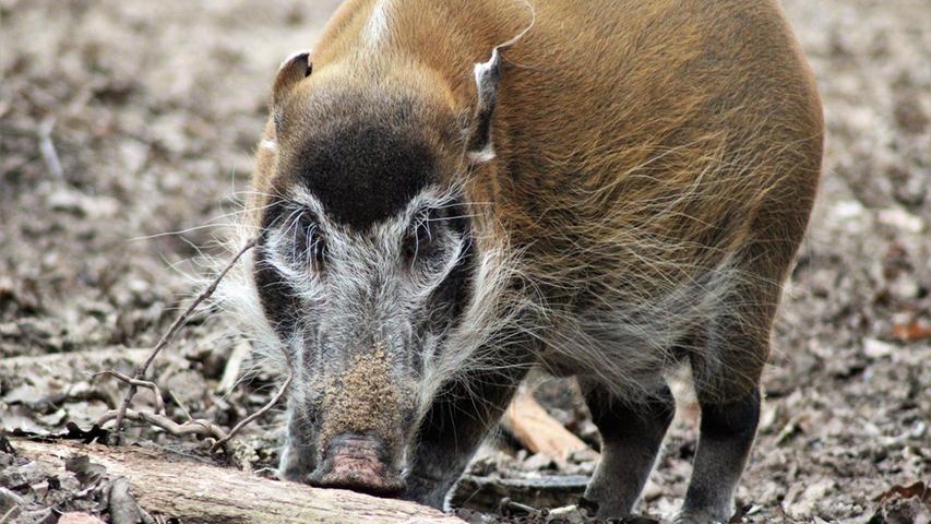 Schweineseniorin Heidi wurde am 4. Januar 2021 altersbedingt eingeschläfert. Das Pinselohrschwein war das älteste in europäischen Zoos lebende Tier ihrer Art und das letzte Exemplar im Nürnberger Tiergarten.