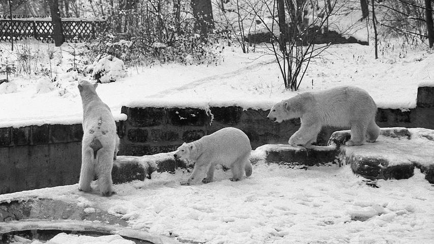 Nürnbergs Tierpark, einer der größten in Deutschland, hat sich intensiv auf die kalte Jahreszeit vorbereitet. Die Eisbären stört die Kälte nicht, sie sind voll in ihrem Element. Hier geht es zum Kalenderblatt vom 18. Januar 1971: Kein Winterschlaf im Tiergarten