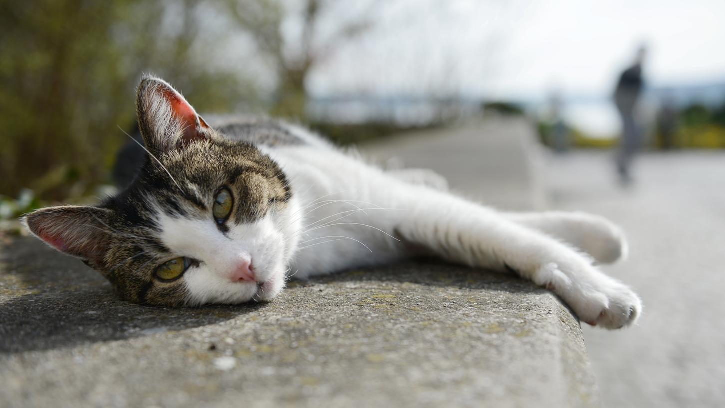 Polizei rettet verletztes Tier in Oberfellendorf: Wer vermisst seine Katze?