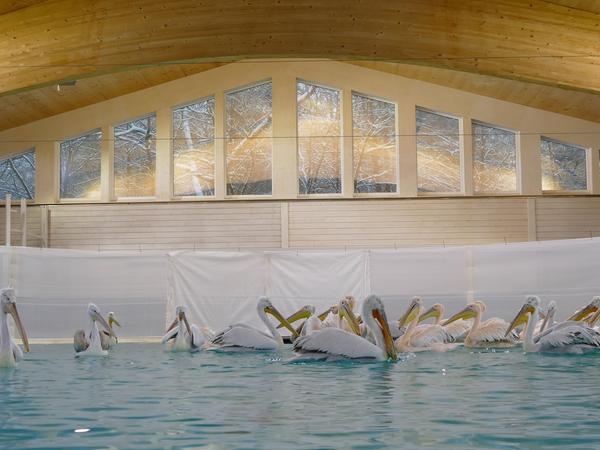 Die Pelikane im Nürnberger Tiergarten ziehen im Winter in eine forstfreie Halle