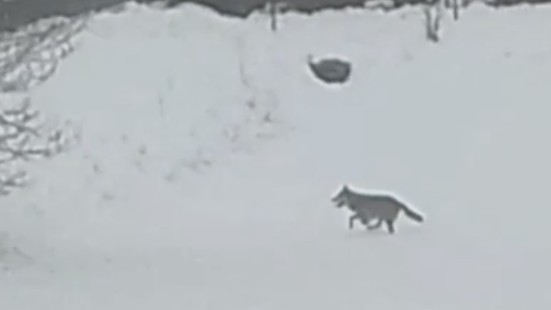 Der Wolf streift zunehmend durch die Orte nahe des Veldensteiner Forstes.