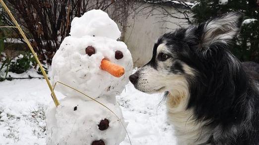 Dieser Schneemann hingegen hat einen tierischen Freund gefunden.
